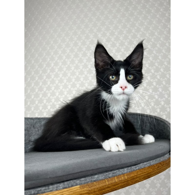 Maine Coon EZ Olaf