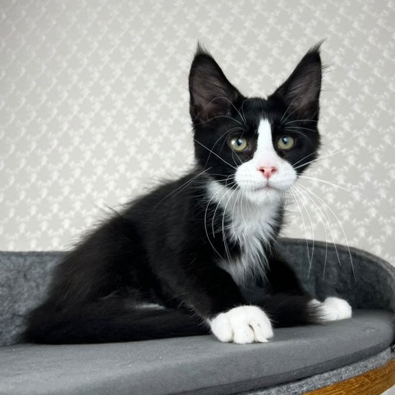 Maine Coon EZ Olaf