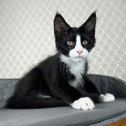Maine Coon EZ Olaf