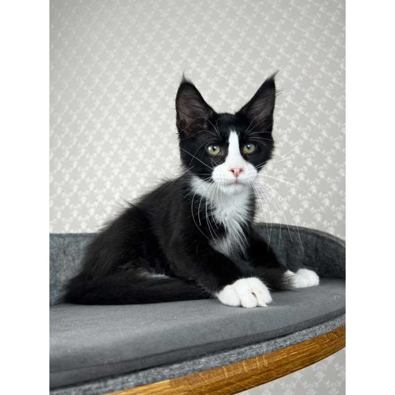 Maine Coon EZ Olaf