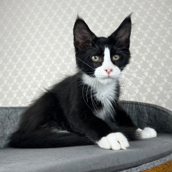Maine Coon EZ Olaf