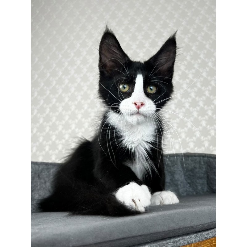 Maine Coon EZ Olaf