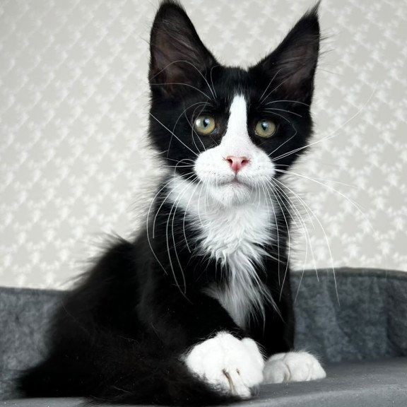 Maine Coon EZ Olaf