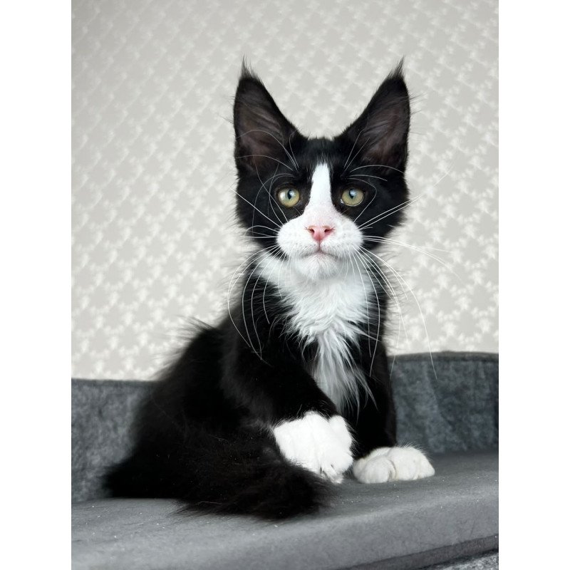 Maine Coon EZ Olaf