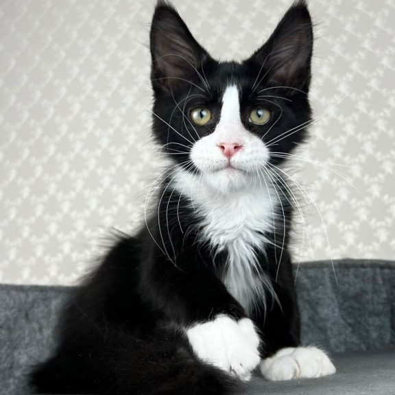 Maine Coon EZ Olaf