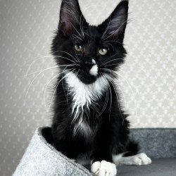 Maine Coon EZ Oscar