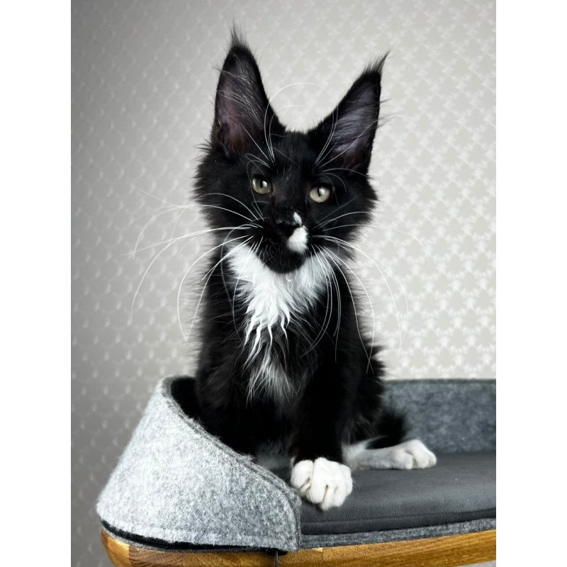 Maine Coon EZ Oscar