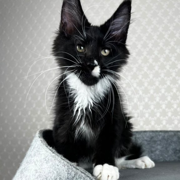 Maine Coon EZ Oscar