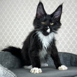 Maine Coon EZ Oscar