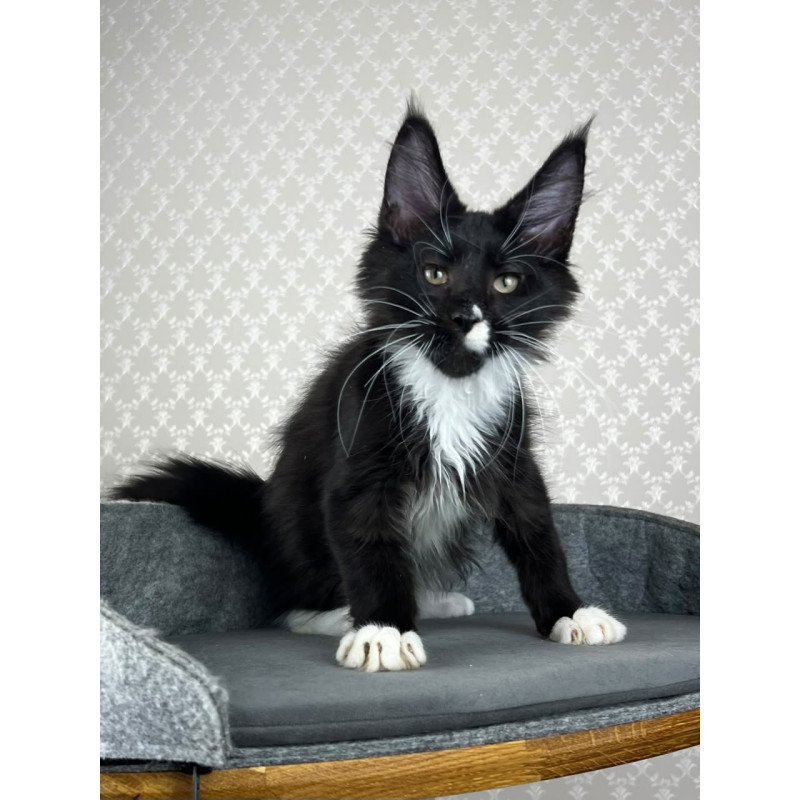 Maine Coon EZ Oscar