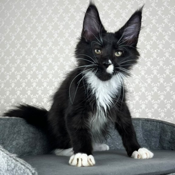Maine Coon EZ Oscar
