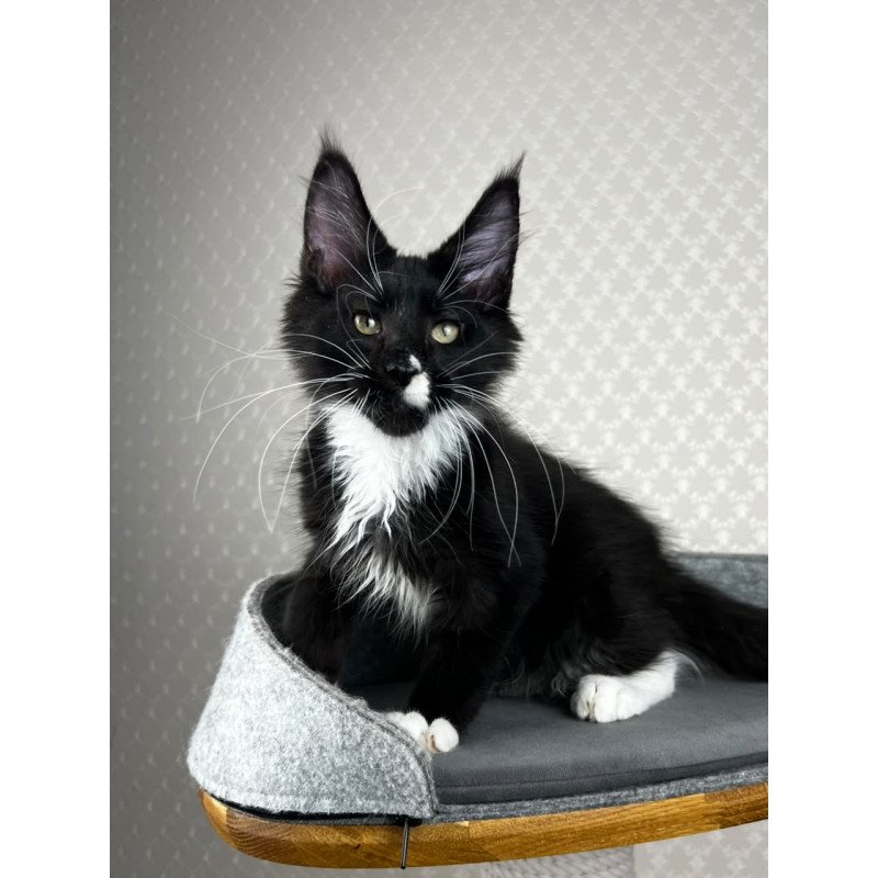 Maine Coon EZ Oscar