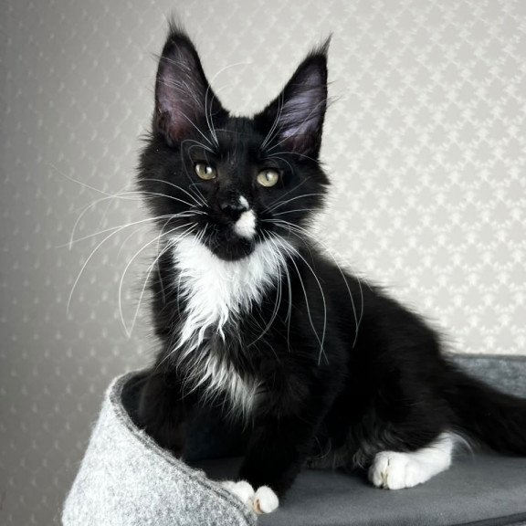 Maine Coon EZ Oscar