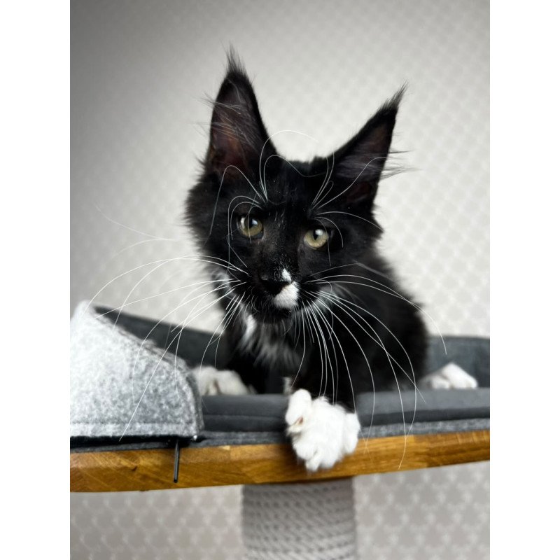 Maine Coon EZ Oscar