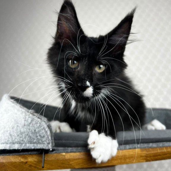 Maine Coon EZ Oscar