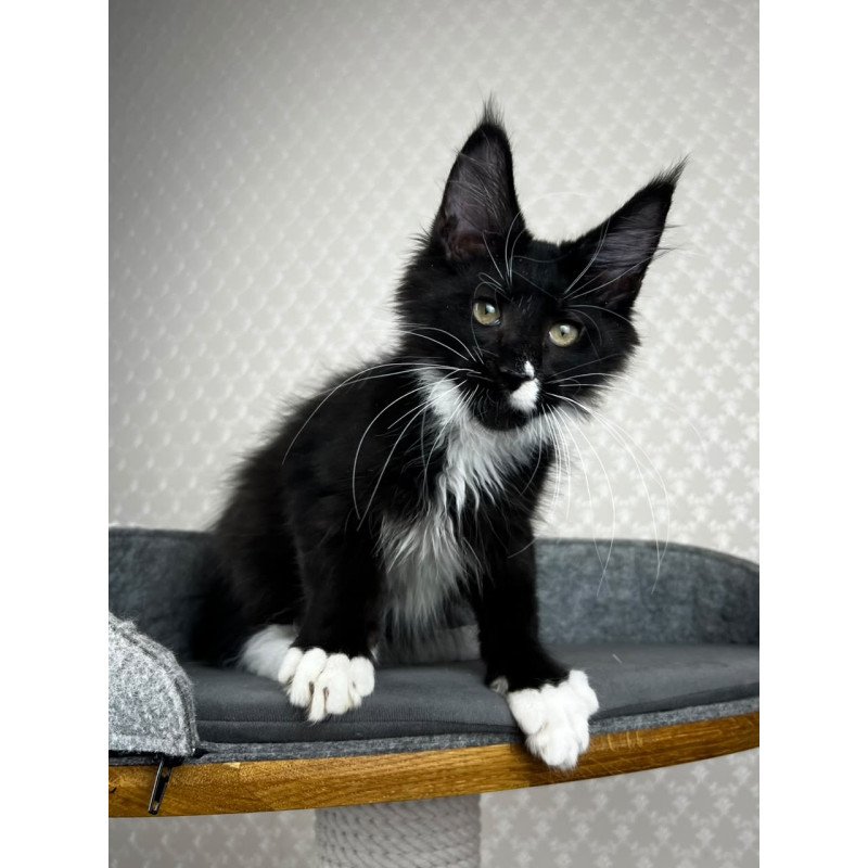 Maine Coon EZ Oscar