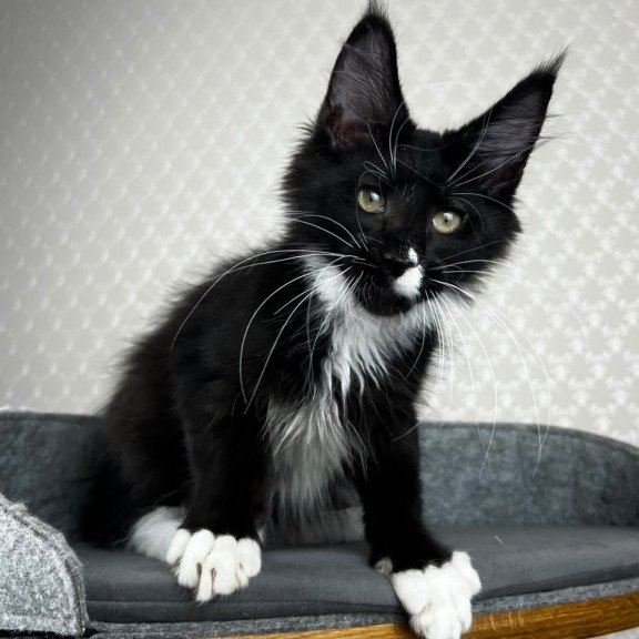 Maine Coon EZ Oscar