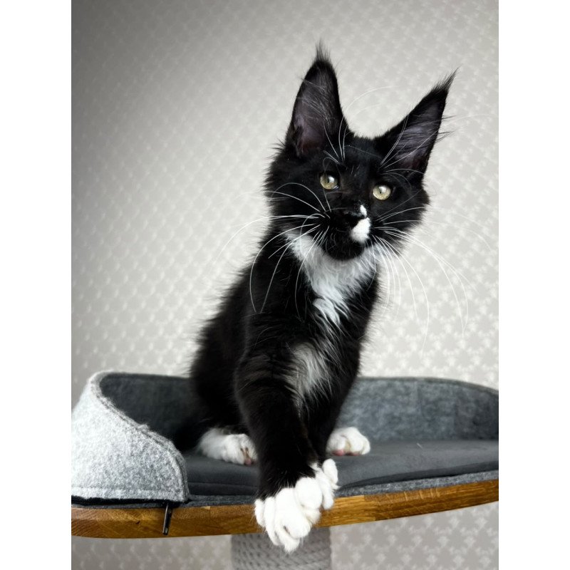 Maine Coon EZ Oscar