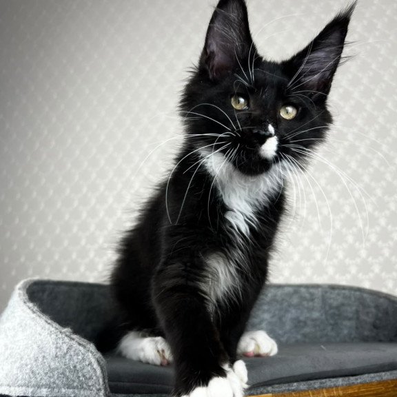 Maine Coon EZ Oscar