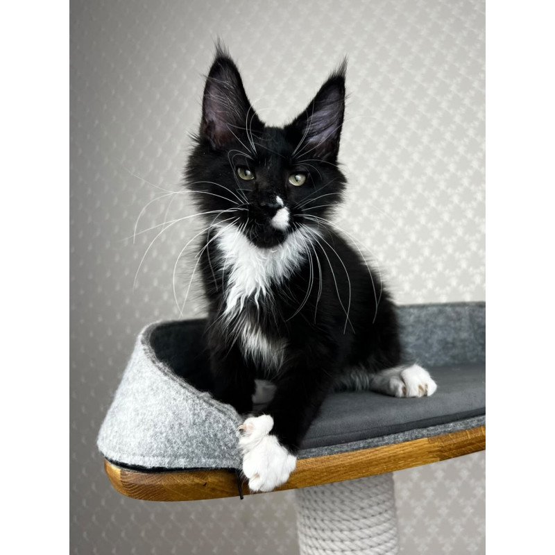 Maine Coon EZ Oscar