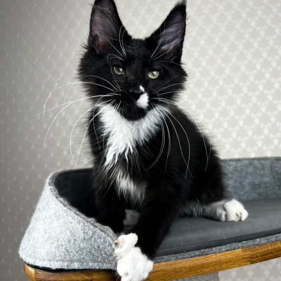 Maine Coon EZ Oscar