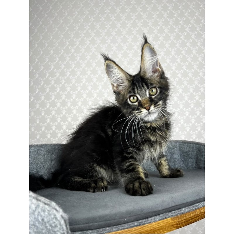 Maine Coon EZ Necko
