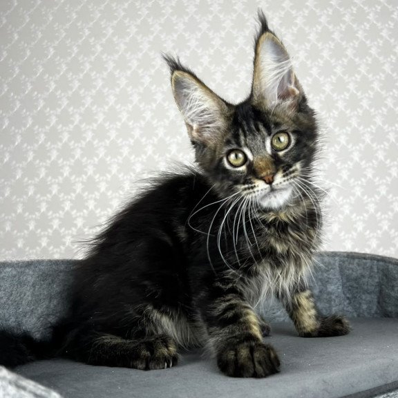 Maine Coon EZ Necko