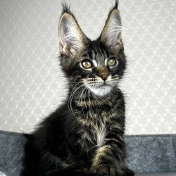 Maine Coon EZ Necko
