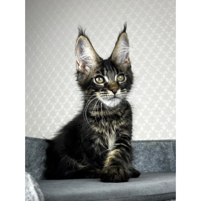 Maine Coon EZ Necko