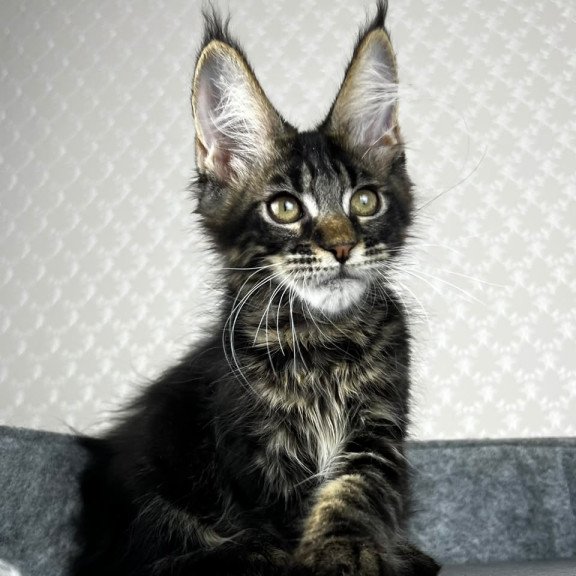 Maine Coon EZ Necko