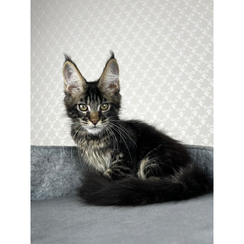 Maine Coon EZ Necko