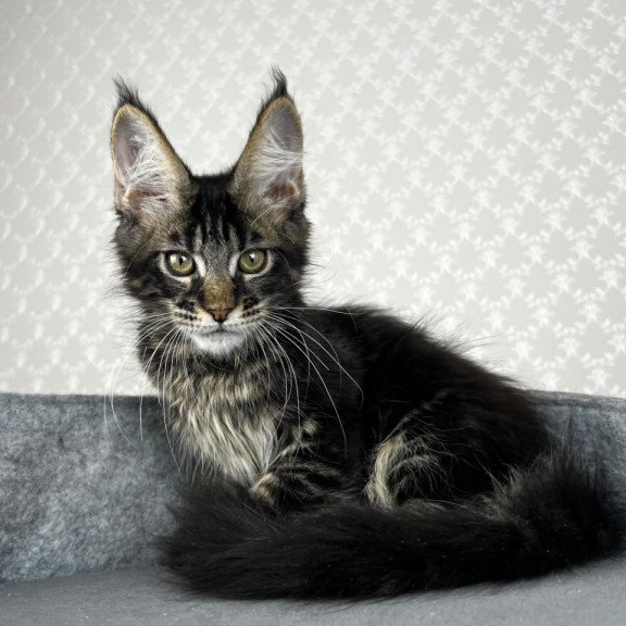 Maine Coon EZ Necko