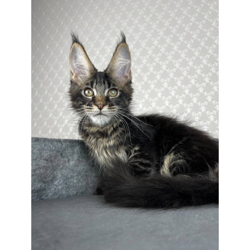 Maine Coon EZ Necko