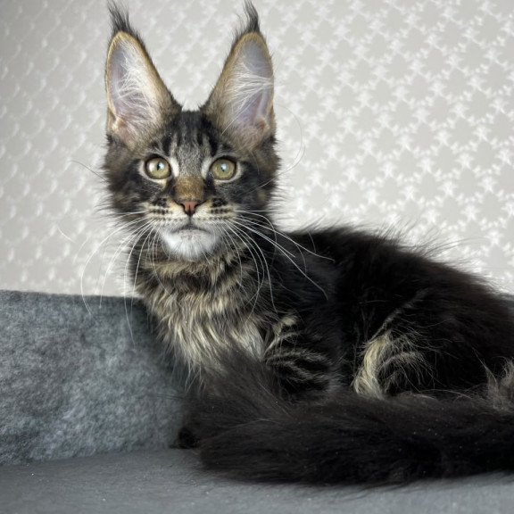 Maine Coon EZ Necko