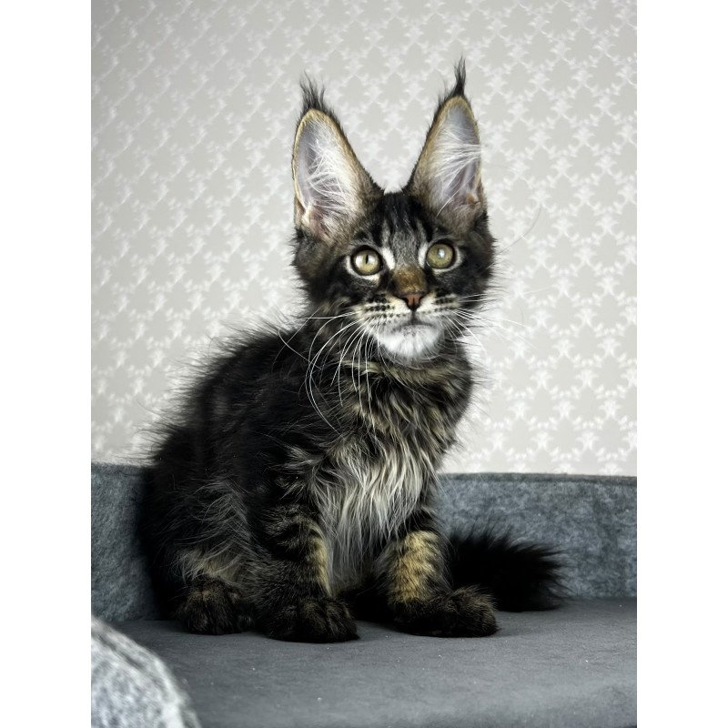 Maine Coon EZ Necko