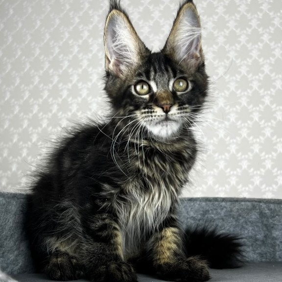 Maine Coon EZ Necko
