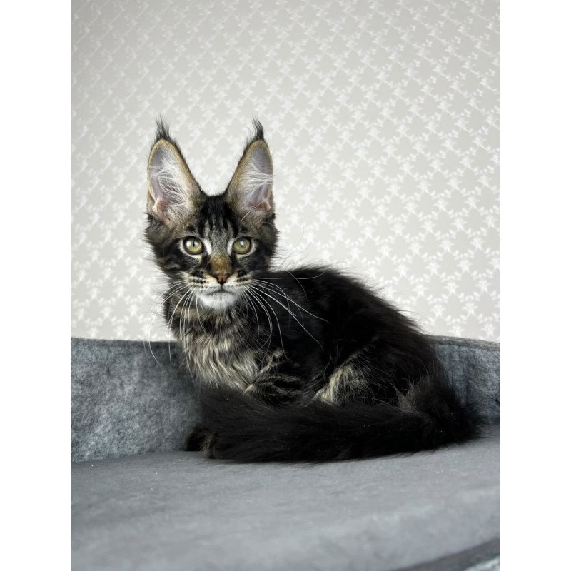 Maine Coon EZ Necko