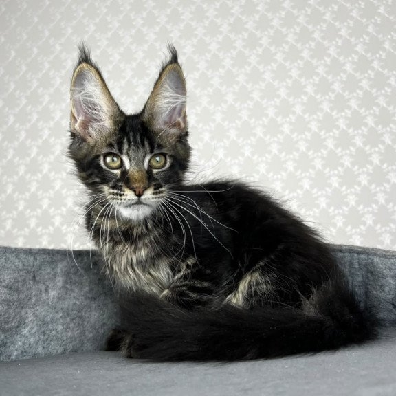 Maine Coon EZ Necko
