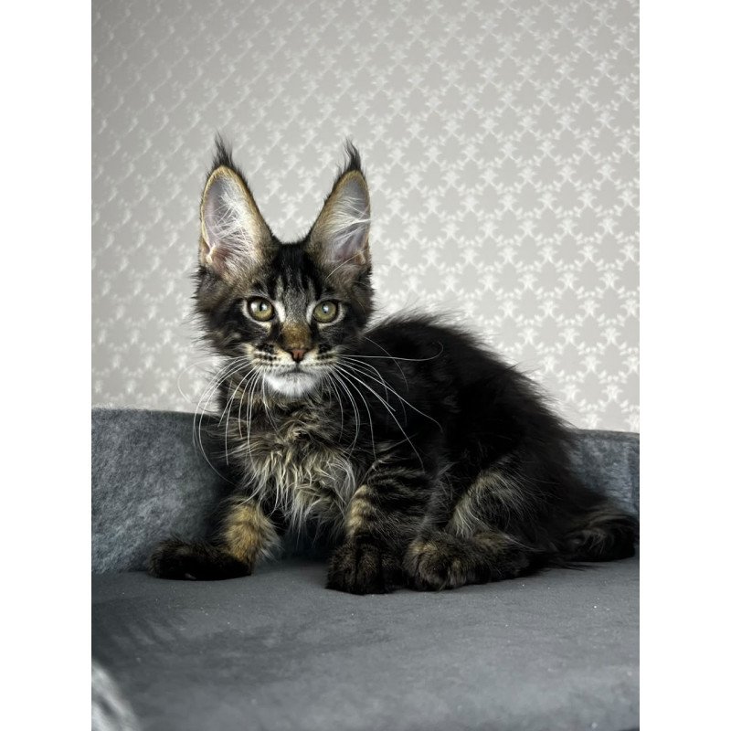 Maine Coon EZ Necko