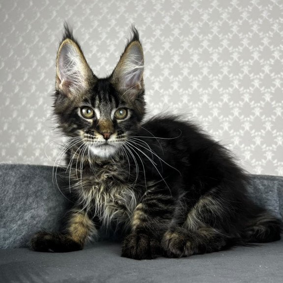 Maine Coon EZ Necko
