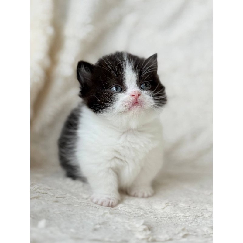 Munchkin Morgan