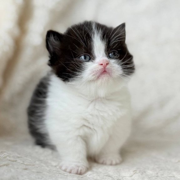 Munchkin Morgan