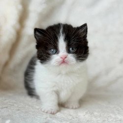 Munchkin Morgan