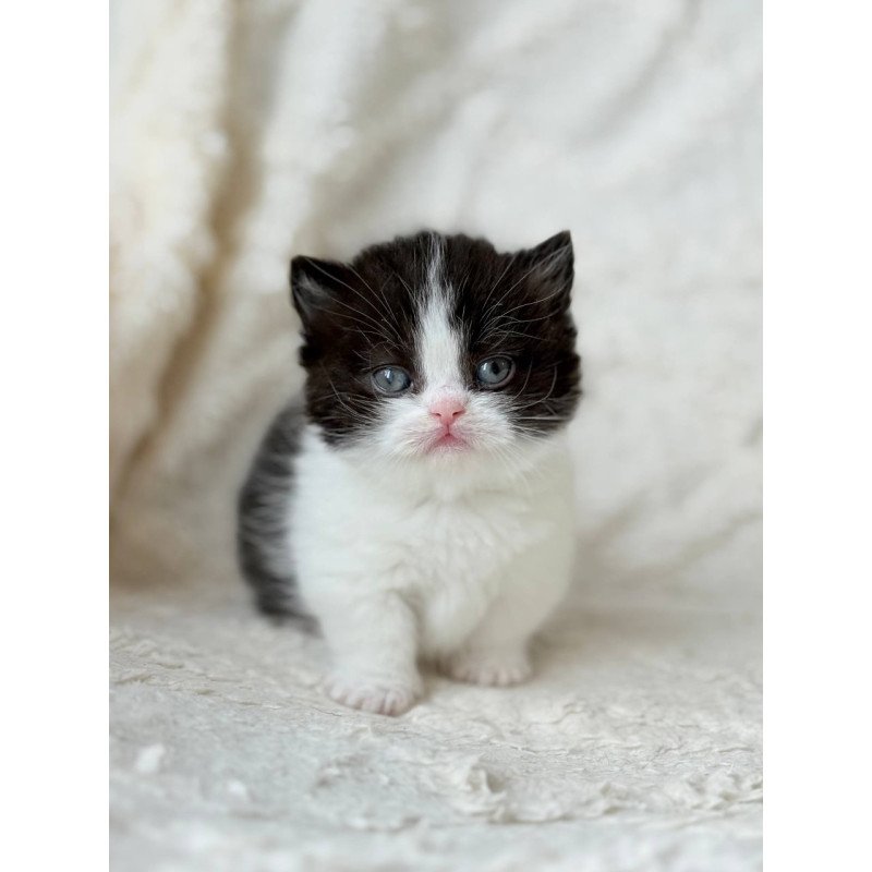 Munchkin Morgan