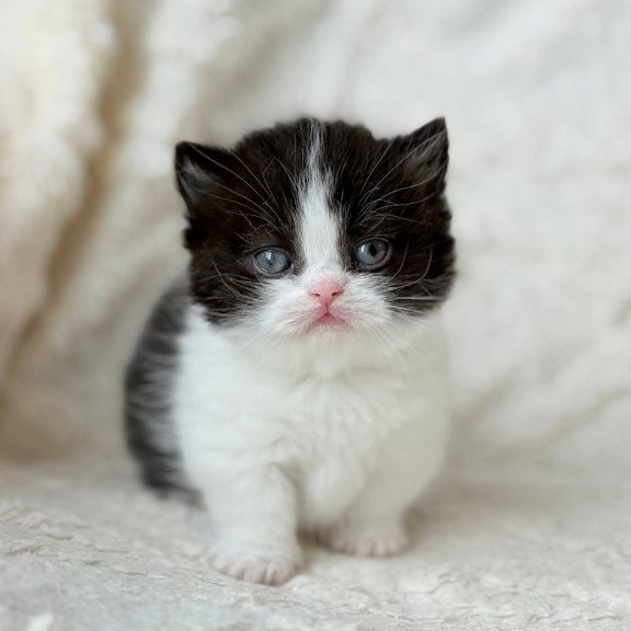 Munchkin Morgan