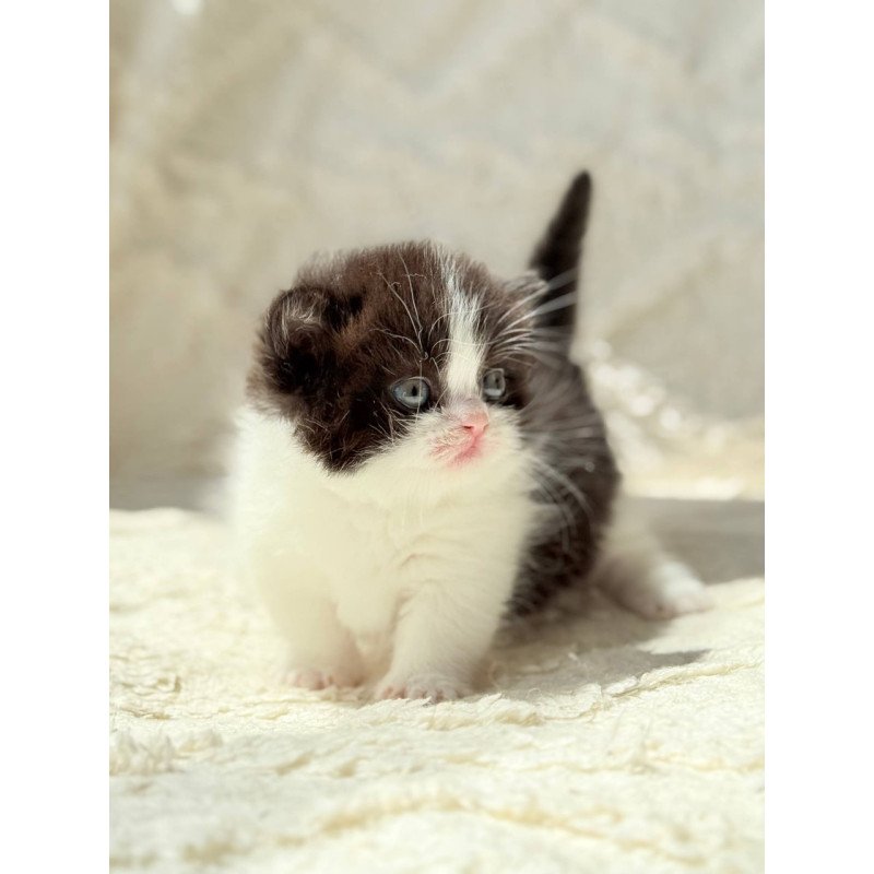 Munchkin Morgan