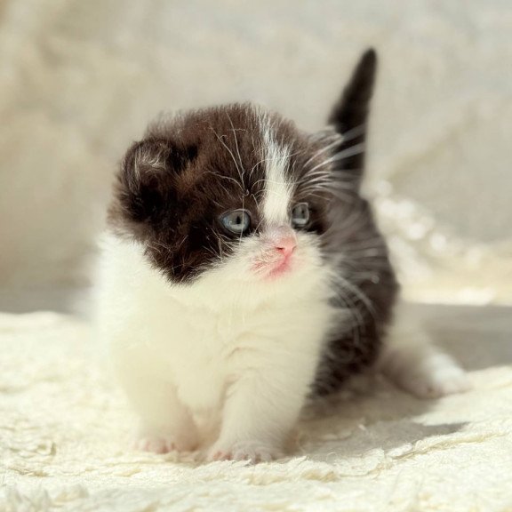 Munchkin Morgan
