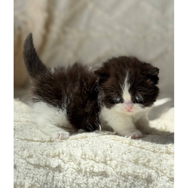 Munchkin Morgan