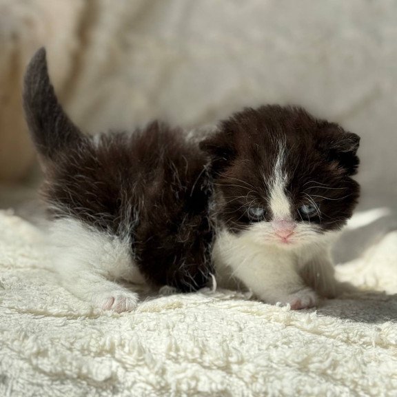 Munchkin Morgan