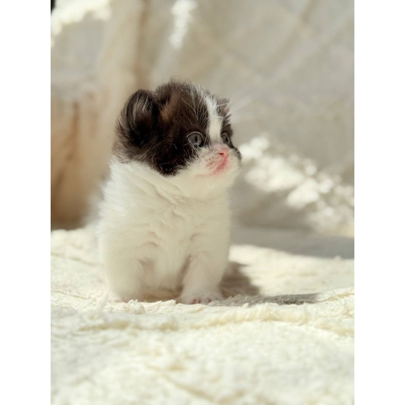Munchkin Morgan